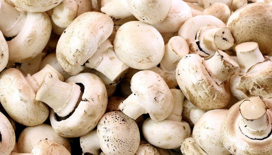 mushroom agaricus bisporus