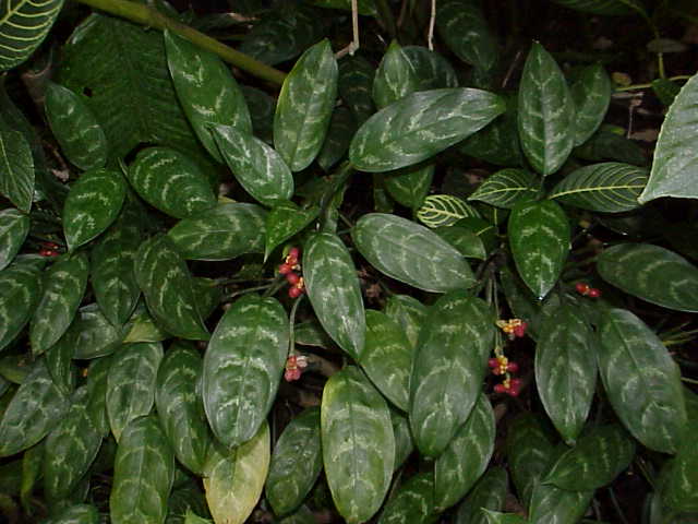 Aglaonema, Chinese evergreen