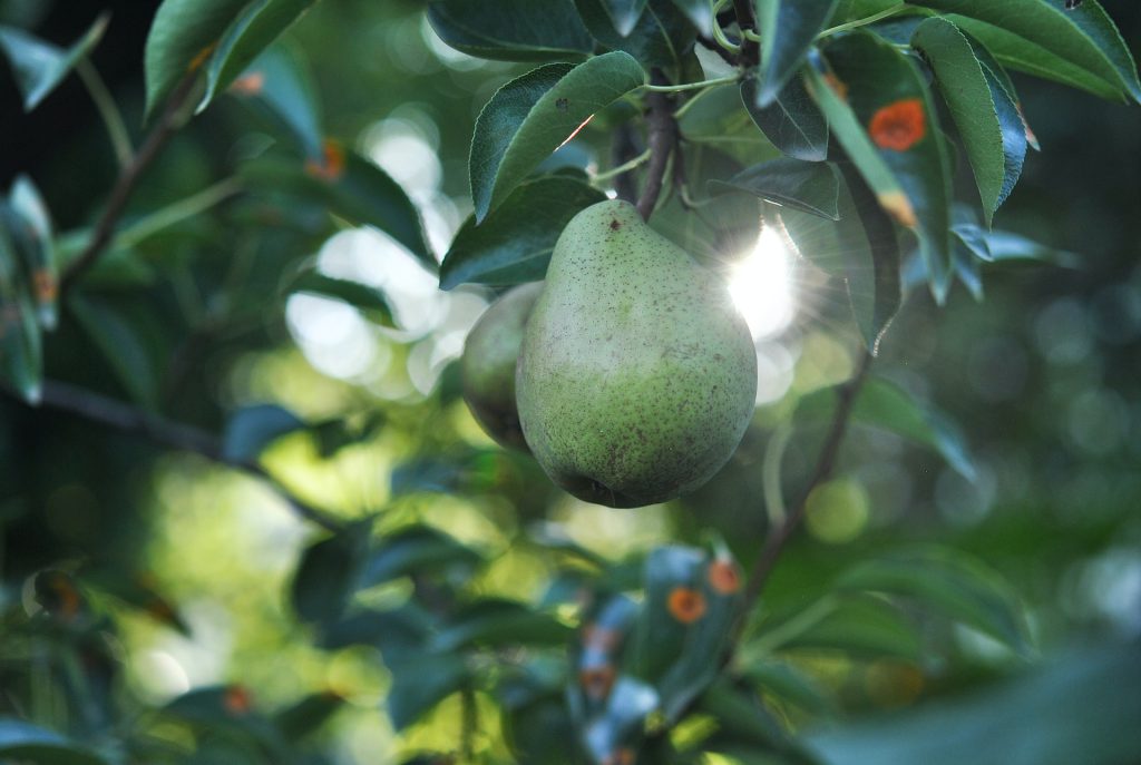 pear tree delia giandeini