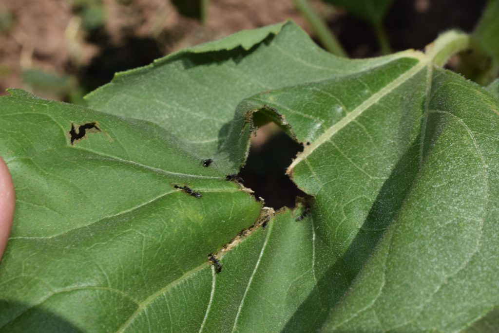 Τα μυρμήγκια τρώνε τα φύλλα του ηλίανθου (ήλιος)