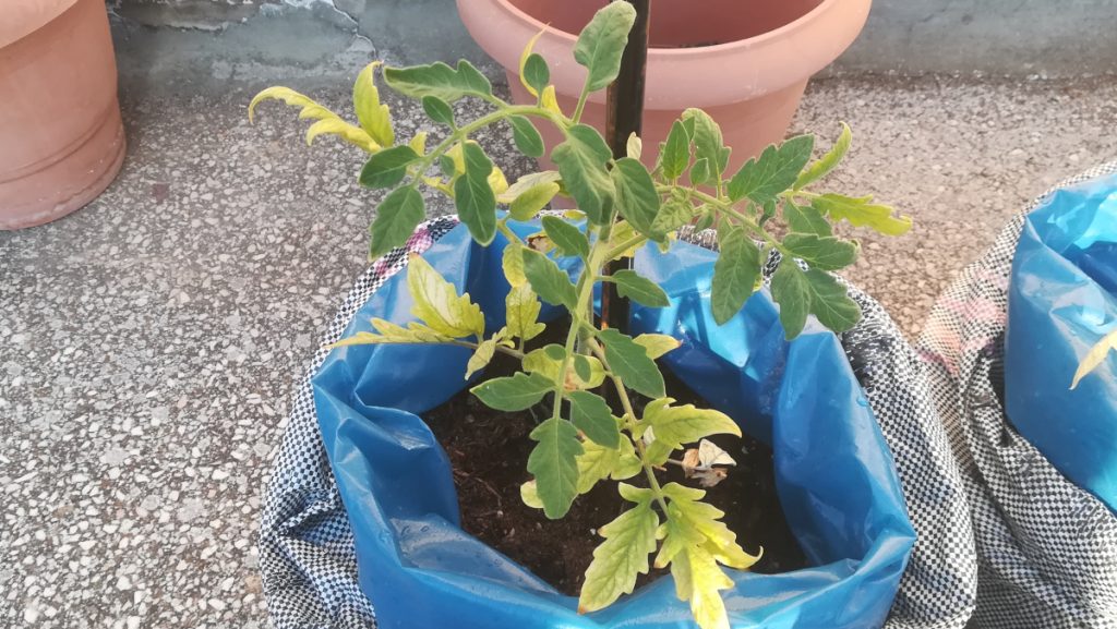 See the difference in the look of these tomato leaves from top to bottom