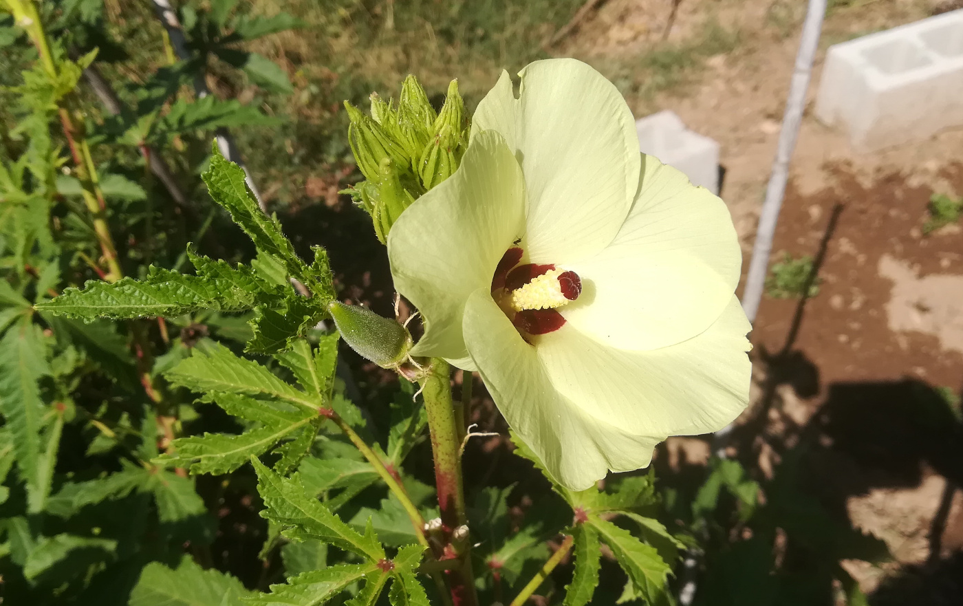 Growing Okra Recipe for Okras Okra's Flower! KALLIERGO