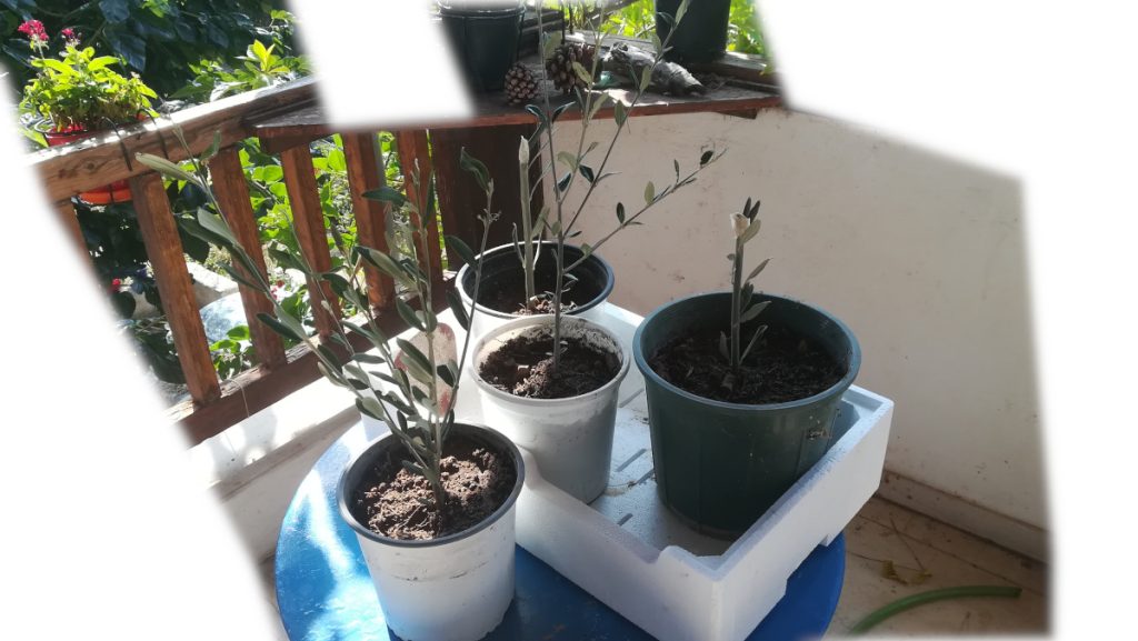 New olive trees from offshoots
