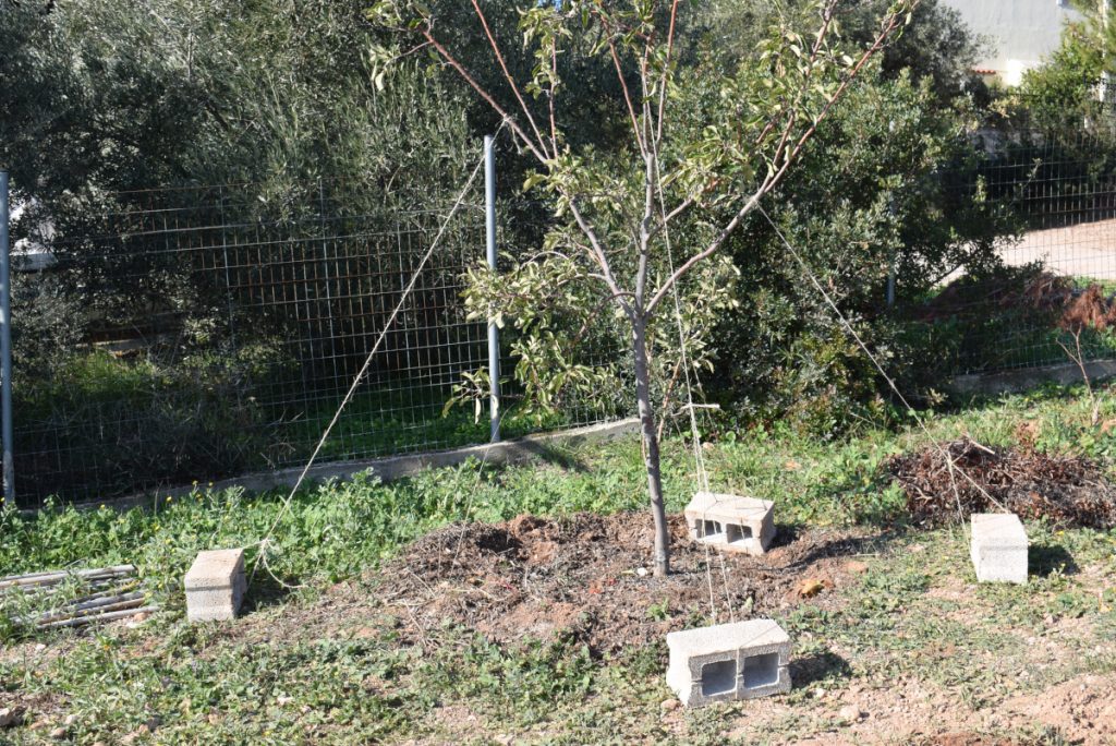 Apple tree - Bending branches to increase fruit production