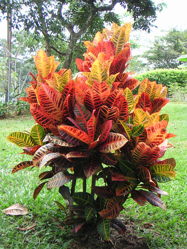 Croton, Codiaeum variegatum, fire croton, garden croton, or variegated croton