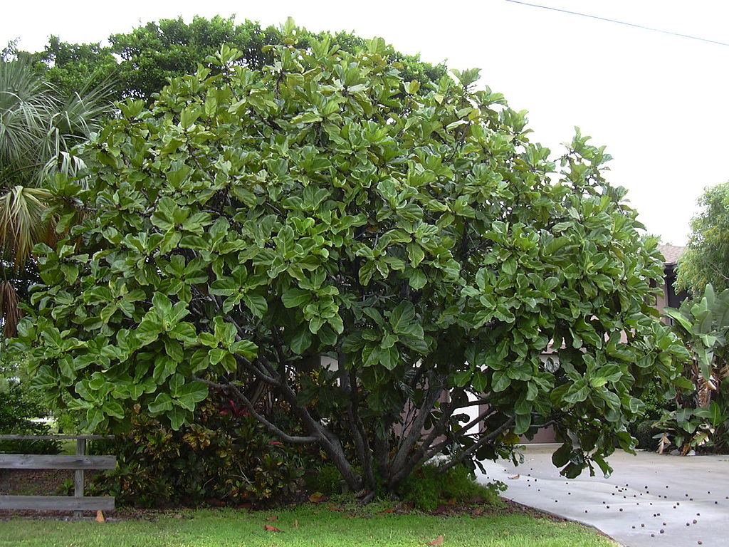 Ficus Lyrata (fiddle-leaf fig) outdoors