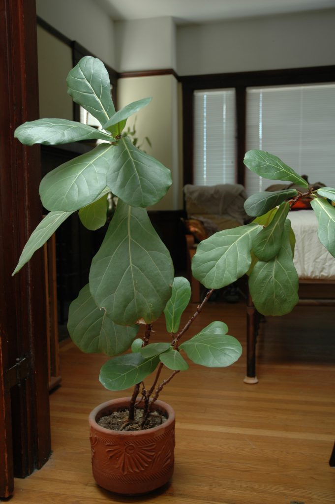 Ficus Lyrata (fiddle-leaf fig) indoors