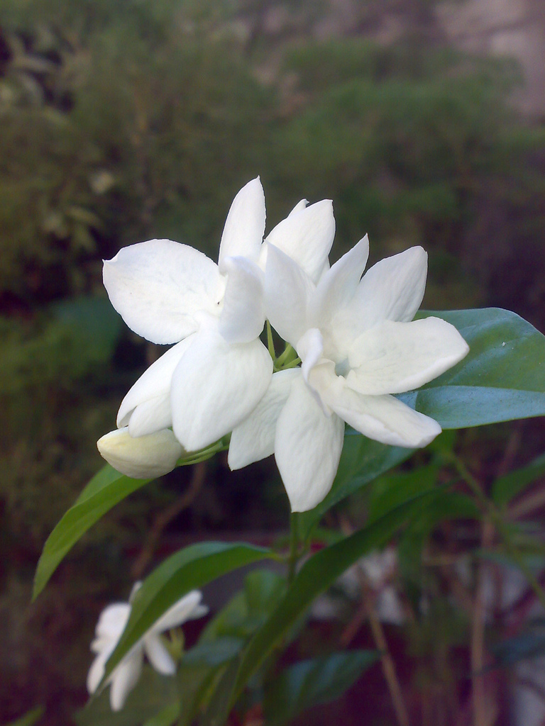 Jasminum sambac (Arabian jasmine)