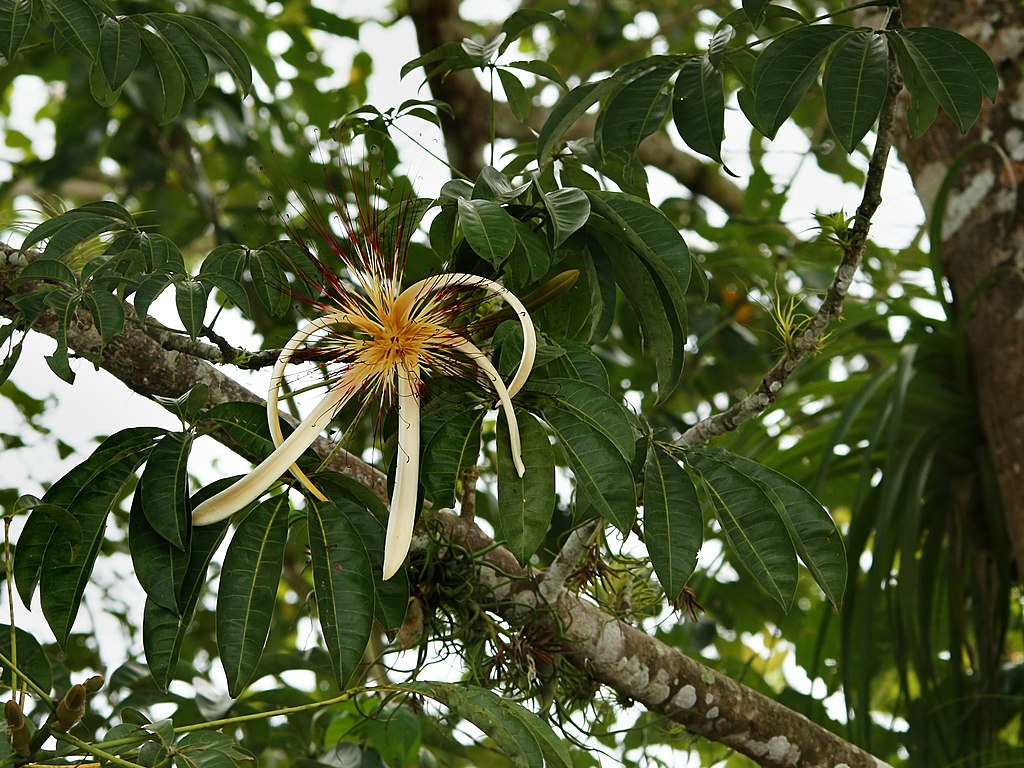 Pachira aquatica (money tree) flower
