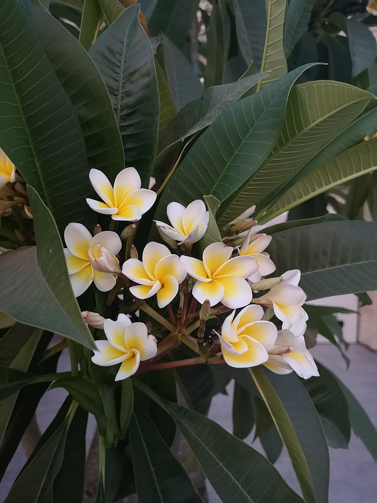 Plumeria (frangipani)