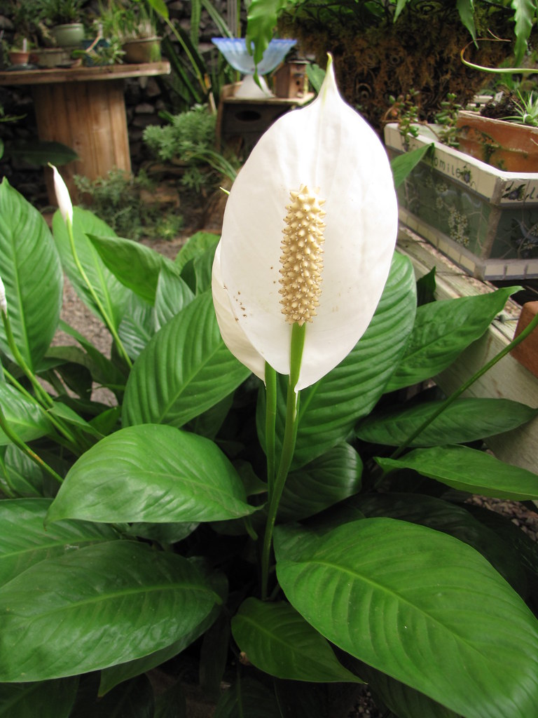 peace lily plant (Spathiphyllum)