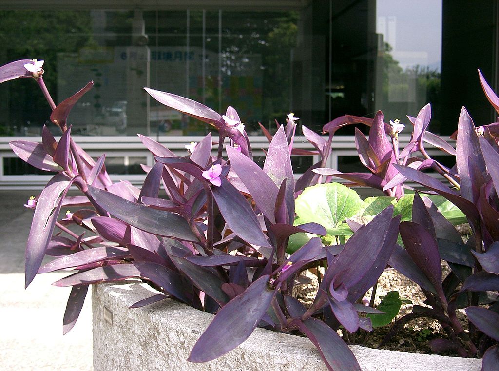 Purple heart (Tradescantia pallida) plant