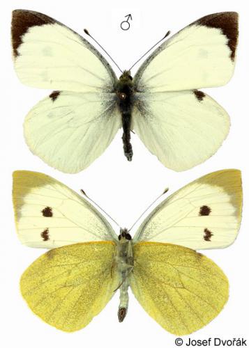 dis-kampies-lepidopteron2-04