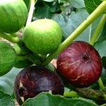 Η Σχέση των Σύκων και της Συκιάς με το Συκώτι Η Σχέση των Σύκων και της Συκιάς με το Συκώτι