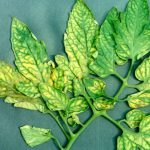 Συμπτώματα Έλλειψης Θρεπτικών Συστατικών σε Ντομάτες. Τροφοπενίες