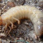 Άσπρα Σκουλήκια στο Κομπόστ. Τι Είναι; Άσπρα Σκουλήκια στο Κομπόστ. Τι Είναι;