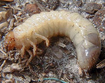 Άσπρα σκουλήκια - Grub worms