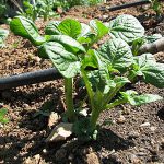 Πως Σπέρνω Πατάτες Πως Σπέρνω Πατάτες