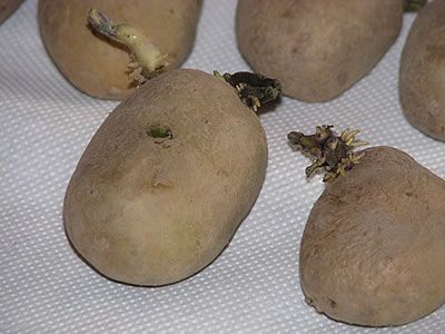 κόνδυλοι πατάτας από Ολλανδία - μάτια πατάτας