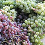 Φτιάχνω Πρώτη Φορά Σπιτικό Κρασί - Η Εμπειρία Μου και Λάθη