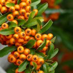 Πληροφορίες Για Το Ιπποφαές