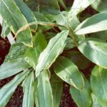 Κάρδαμο σε Γλάστρα