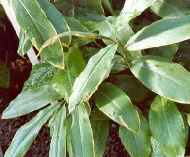 ΚΑΡΔΑΜΟ-CARDAMON Αρωματικά Φυτά σε Γλάστρες