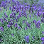 Λεβάντα σε Γλάστρα