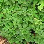 Μαντζουράνα σε Γλάστρα