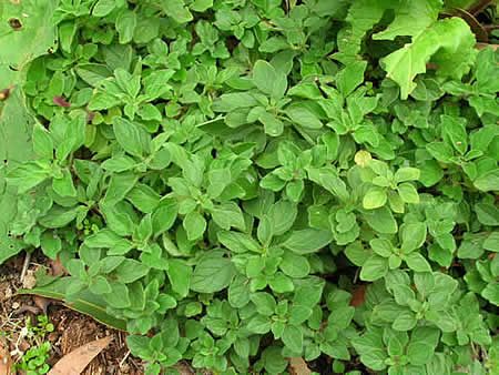 ΜΑΤΖΟΥΡΑΝΑ-MARJORAM Αρωματικά Φυτά σε Γλάστρες