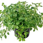 Ρίγανη σε Γλάστρα