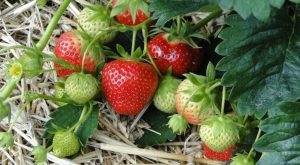 Πως Καλλιεργώ Φράουλες