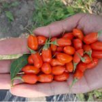 Τι Είναι το Goji Berry; Τι Είναι το Goji Berry;