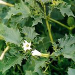 Αγριόχορτα και Θρεπτικά Συστατικά στο Χωράφι και τον Κήπο Αγριόχορτα και Θρεπτικά Συστατικά στο Χωράφι και τον Κήπο