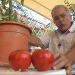 Video Καλλιέργεια Ντομάτας στον Κήπο ή σε Γλάστρα
