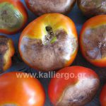 Ασθένεια Ντομάτας: Ξηρή Σήψη ή Ξηρή Κορυφή ή Τάπωμα ή Blossom End Rot