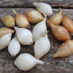 Φυτεύω Κοκκάρι για Κρεμμύδι (Ξερό) Φυτεύω Κοκκάρι για Κρεμμύδι (Ξερό)