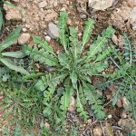 Μαζεύω Άγρια Χόρτα ΙΙ