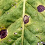 Αλτερναρίωση Στελέχους Ντομάτας