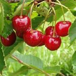 Καλλιέργεια Κερασιάς σε Κήπο και Γλάστρα. Επικονιαστές Καλλιέργεια Κερασιάς σε Κήπο και Γλάστρα. Επικονιαστές