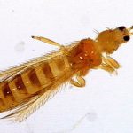 Θρίπας της Καλιφόρνιας Θρίπας της Καλιφόρνιας