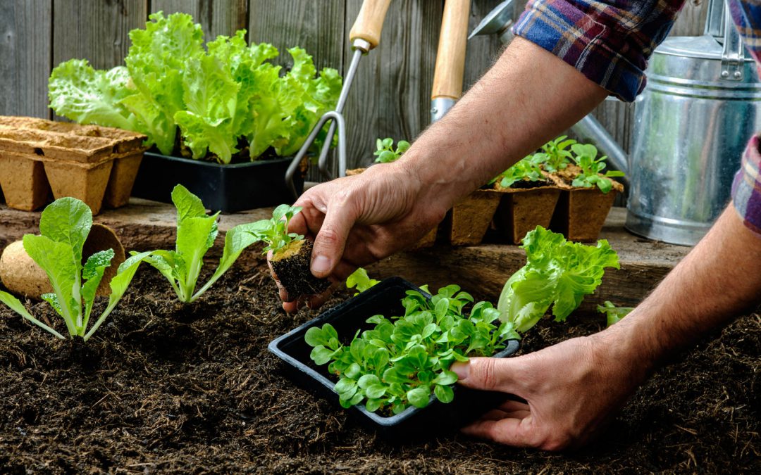 Ημερολόγιο Σποράς: Πότε Σπέρνω και Φυτεύω Λαχανικά και Βότανα