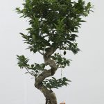Μπονσάι (Bonsai) - Μικρά Δέντρα Μπονσάι (Bonsai) - Μικρά Δέντρα