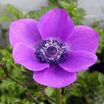 Ανεμώνα (Γένος Anemone). Διακοσμητικό Φυτό για τον Κήπο και το Εσωτερικό του Σπιτιού