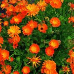 Καλέντουλα (Calendula officinalis). Διακοσμητικό Φυτό για τον Κήπο και το Εσωτερικό του Σπιτιού