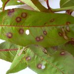 Προληπτικοί ψεκασμοί δέντρων - Ασθένειες, αντιμετώπιση και πρόληψη