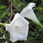 Ντάτουρα (Datura stramonium). Διακοσμητικό Φυτό για τον Κήπο και το Εσωτερικό του Σπιτιού Ντάτουρα (Datura stramonium). Διακοσμητικό Φυτό για τον Κήπο και το Εσωτερικό του Σπιτιού