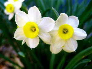 Νάρκισσος (Γένος Narcissus)
