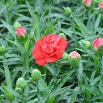 Γαρύφαλλο (Γένος Dianthus). Διακοσμητικό Φυτό για τον Κήπο και το Εσωτερικό του Σπιτιού Γαρύφαλλο (Γένος Dianthus). Διακοσμητικό Φυτό για τον Κήπο και το Εσωτερικό του Σπιτιού