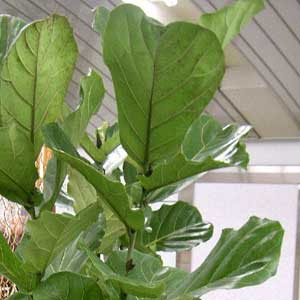 Ficus lyrata λυρόμορφος: φύλλα σε σχήμα βιολιού, ιδανικός για μεγάλους χώρους